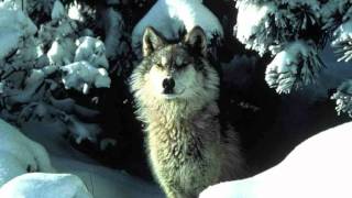 Basil Poledouris  Wolf Dance  1991 from White Fang [upl. by Ibbetson]