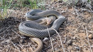 Dolichophis caspius Caspian whipsnake [upl. by Potter]