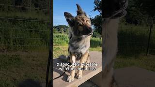 germanshepherd  the best cutedogs animallover doglovers doglover cutedog cuteanimals gsd [upl. by Hayton]