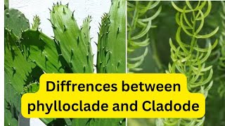 Diffrences between Phylloclade and Cladode LifeScienceAt7pm [upl. by Fotzsyzrk]