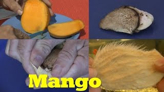 Mango ganz einfach vermehren [upl. by Aleksandr]