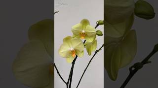 La forma más Fácil de REPRODUCIR Orquídeas Phalaenopsis 🌱🌱🌱💕 orquideas cuidadodeorquideas shorts [upl. by Atteras]