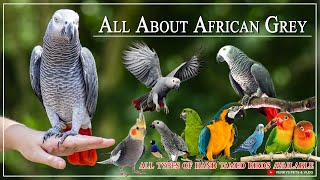 All About African Greay in Kannada  Venkys Pets Ankali  Karnataka [upl. by Eluj]