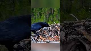 crow attack the eagle baby 😱😱crow vs eagle 🦅bird slowed birdking crowlovers elephantbird 😱😱😱🥺 [upl. by Aikemet]