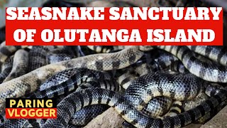 Seasnake Sanctuary of Olutanga Island [upl. by Lledal306]