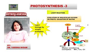 Evolution of molecular oxygen in photosynthesis II Photooxidation of water by Dr Varsha Nigam [upl. by Eillit]