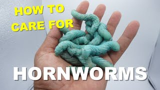 How To Care For HornWorms  Feeding Your Reptiles [upl. by Llenoj]