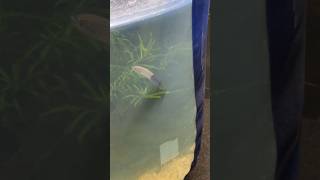 The Craziest killifish I have ever Kept Epiplatys Lamottei rare fish aquarium [upl. by Lebna]