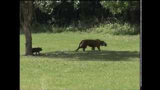 3rd Sumatran Tiger Release [upl. by Ogawa]