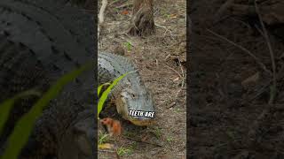 The Difference Between Crocodiles And Alligators shorts [upl. by Bor]