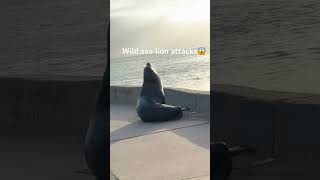 Wild sea lion attacks La Jolla Covesealion wildlife nature lajollacove attack [upl. by Mays]