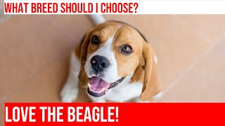 Beagle vs Siberian Husky Which Breed is Right for You [upl. by Atnahsal]