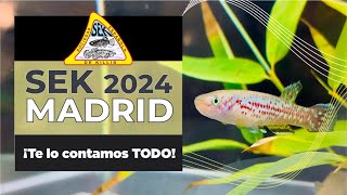 SEK CONVENCION KILLIS 2024  ALPEDRETE [upl. by Lemhaj817]