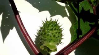 JIMSON WEED Poisonous Plant [upl. by Aihsenot125]