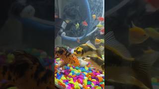 Koi fish  new tank setup  4fit tank  aquariam fish viral short  youtube 🐠 [upl. by Dane]