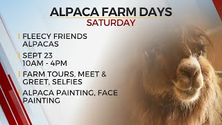 Fleecy Friends Alpacas Celebrating National Alpaca Farm Days [upl. by Hulen825]