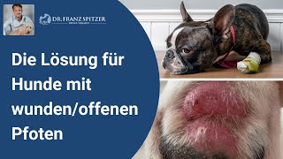 Die Lösung für Hunde mit wundenoffenen Pfoten entzündeten Krallen oder ZwischenzehenEntzündung [upl. by Tybald]