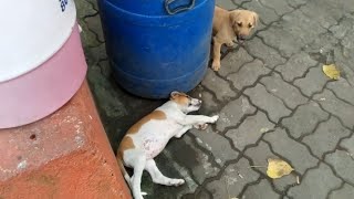 Puppyhood Of Two Cute Street Puppy [upl. by Laetitia]