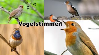 17 Vogelarten und ihr Gesang  17 bird species and their song 1 vogel [upl. by Rodl940]