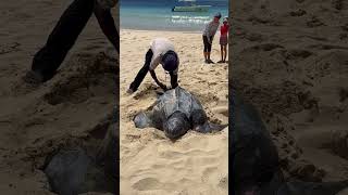 Leatherback Sea Turtle Nesting  Tortola BVI 2024 [upl. by Rafter]