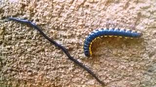 Yellow millipede VS Earthworm Fight of insect insectviral [upl. by Damicke]