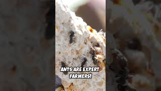 Organic ANT Farming the SURPRISING Solution to Climate Change shorts [upl. by Allbee]