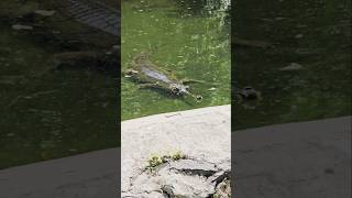 The gharial also known as gavial or fisheating crocodile shorts [upl. by Gaile]