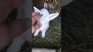 White rabbit ang laki nyashort satisfying youtubeshorts amazing white rabbit [upl. by Eenram993]