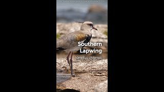 Bird of the Week Southern Lapwing [upl. by Hairacaz]