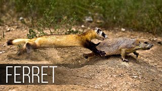 FERRET in Action Facts about Fast and agile Ferret terrifies snakes rabbits and squirrels [upl. by Zeuqram]