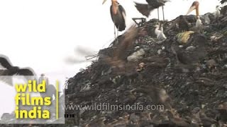 Birds forage and fly over garbage dump in Guwahati [upl. by Budde]