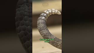 Neotropical Rattlesnake scorpion tail [upl. by Eiralav965]