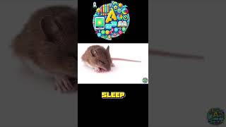 10 Facts About Rats You Didnt Know 2024 [upl. by Otrebire]