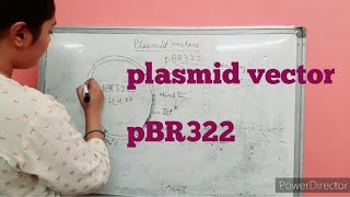 plasmid vector pBR322 RevisionTarika513 [upl. by Alleuqram]