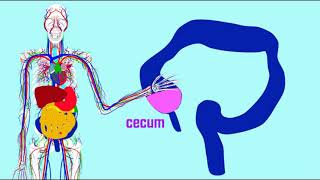 cecum amp appendix [upl. by Eatnohs444]