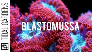 A secret crush on Blastomussa Pineapple Corals [upl. by Xena]