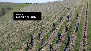 Planting new vineyard blocks  Inside Calluna [upl. by Asikal]