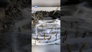 Razor clams catching at sea site short [upl. by Hasina763]