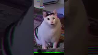 meme gigachadmeme cat edit [upl. by Teik872]