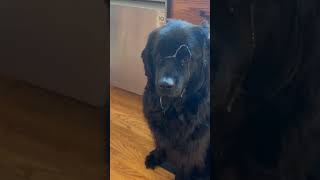 Newfie drool art 🎭🤪🐾 newfoundlanddog youtubeshorts drooling drooling [upl. by Leaffar619]