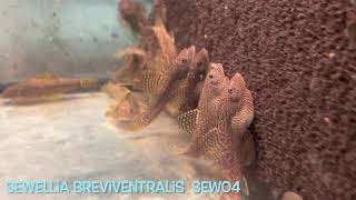 Sewellia breviventralis SEW04 [upl. by Eeresed621]