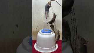 Best home mouse trapmouse trap tips from plastic pipe [upl. by Ahsimek853]