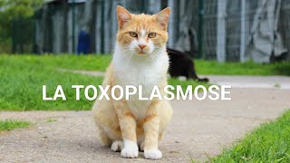 PARASITOMYCOLOGIE🪱 COMPRENDRE TOXOPLASMOSE EN 40 min 😸🐱 [upl. by Uriah]