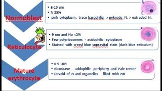 4 HAEMOPOIESIS [upl. by Nylanaj]