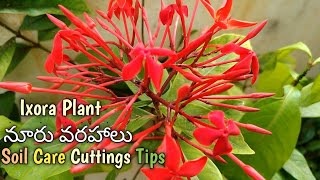 Ixora Plant in Telugu Nooru Varahalu Chettu Flowers Ixora Plant Cuttings Nooru Varahala Chettu Ixora [upl. by Ayotak]