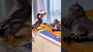 Funny Cat Voice cat catvideos funnyanimal shortsfeed animals comedy catvoice animalvideos [upl. by Attenor]