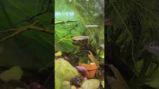 Nerite snail watch till the end [upl. by Rosenzweig]