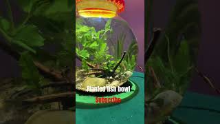 Planted fish bowl fishtank fishbowl plantedtank aquarium plantedaquarium fishbowl [upl. by Siuoleoj585]