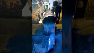 Most Satisfying Behind the Scene of Making Polyurethane Blue Foam Sheets [upl. by Florry]