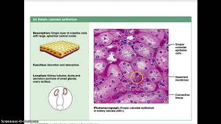 AampP Histology Lecture 1 [upl. by Galasyn]